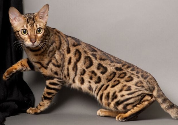 Bengal cat with spotted fur pattern walking on a gray surface