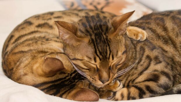 Two Bengal cats sleeping peacefully together on a soft surface