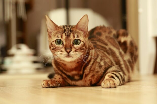 A Bengal cat lying on the floor with striking green eyes and patterned fur