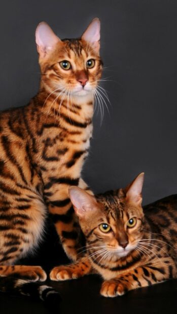 Two Bengal cats with spotted coats resting on a black surface