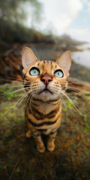 A Bengal cat with striking green eyes looking up outdoors in a natural setting