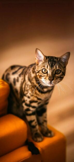 A Bengal cat with striking markings sitting on an orange chair looking directly at the camera