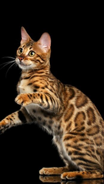 Bengal cat showing its spotted fur pattern on a black background in a playful pose