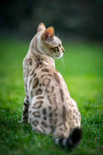 A Bengal cat sitting on green grass looking to the side with a blurred background