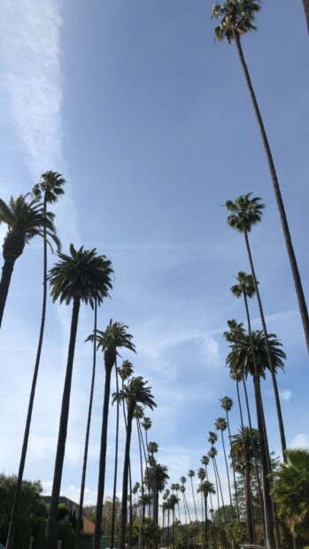 Tall palm trees lining a sunny street in Beverly Hills under a clear blue sky