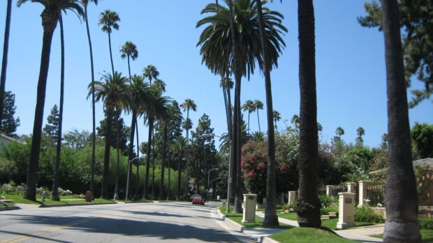 A sunny street lined with tall palm trees in Beverly Hills neighborhood