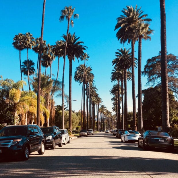 Tall palm trees lining a sunny Beverly Hills street with clear blue sky and parked cars
