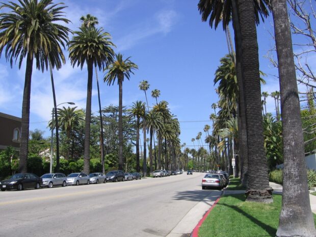 Palm trees lining a sunny Beverly Hills street with clear blue sky