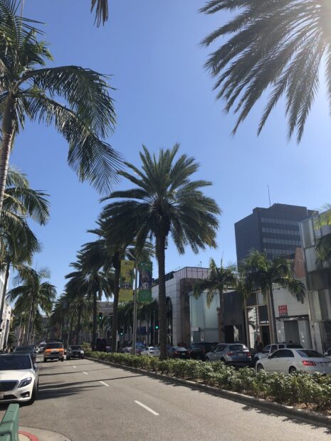 Palm trees lining a sunny street in Beverly Hills under a clear blue sky