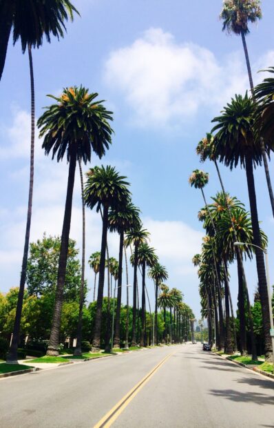 Tall palm trees lining a sunny street in Beverly Hills on a clear blue sky day