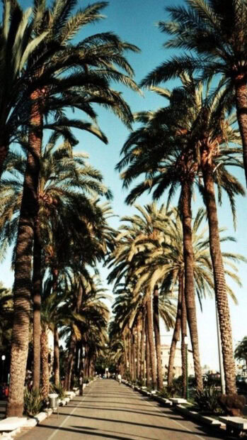Palm trees lining a sunny Beverly Hills street with a clear blue sky