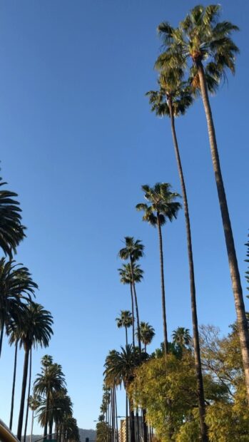 Tall palm trees lining a wide street under clear blue sky in Beverly Hills