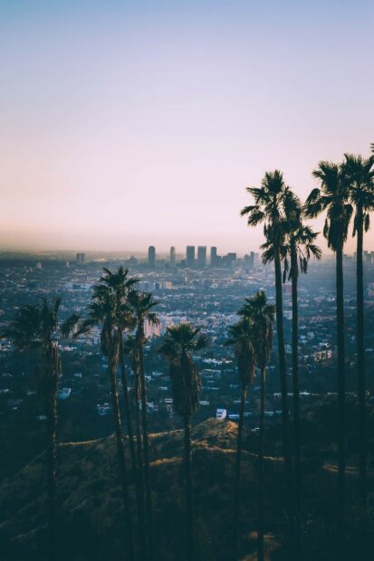 Tall palm trees overlooking Beverly Hills cityscape at sunset