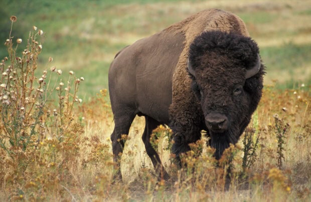A large buffalo animal standing in a grassy field with wildflowers around it
