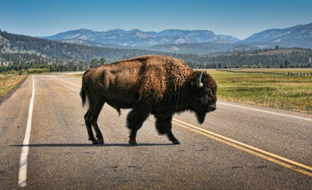 A large buffalo animal walking on an empty road with mountains and forest in the background