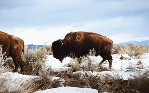 Buffalo animal walking through snowy field with dry bushes under cloudy sky