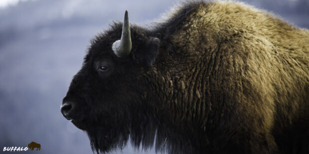Close up of a buffalo animal showing its textured fur and horn in natural light
