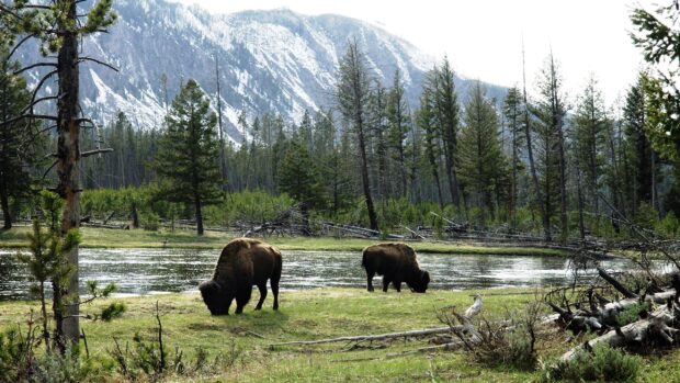 Two buffalo animals grazing near a river in a forest with mountains in the background