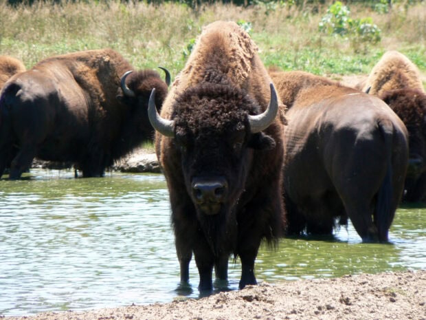 A buffalo standing in water surrounded by other buffalo animals in a natural setting