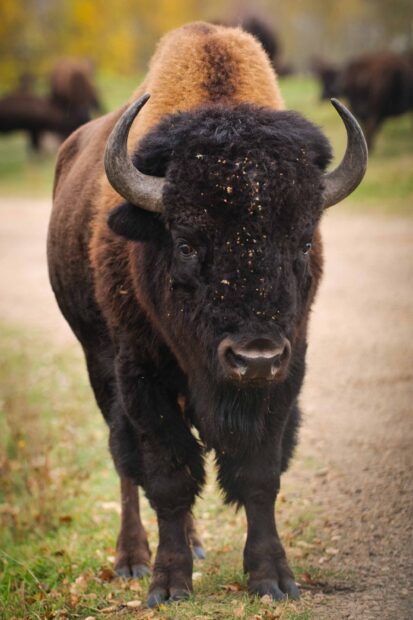 A close up of a buffalo animal standing on a dirt path in a natural setting