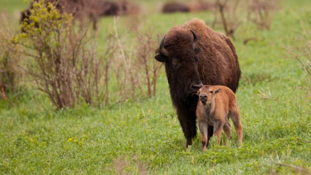 A buffalo with its calf standing together on green grass in a natural environment