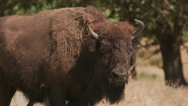 A close up of a buffalo animal standing in a dry grassy area with trees in the background