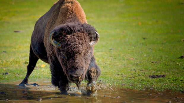 A large buffalo walking through a muddy water patch in a grassy field