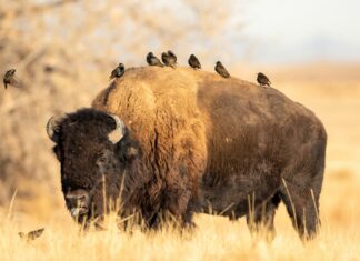 A buffalo animal stands in the field with birds perched on its back and flying around