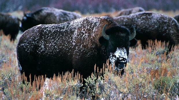 Buffalo animal standing in snowy grassland covered with snow on its face and back