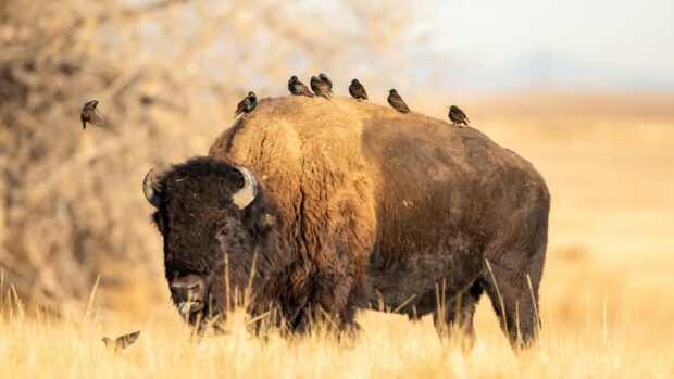 A buffalo animal stands in the field with birds perched on its back and flying around