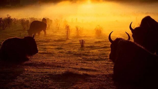 Buffalo animals resting and grazing in a misty field at sunrise