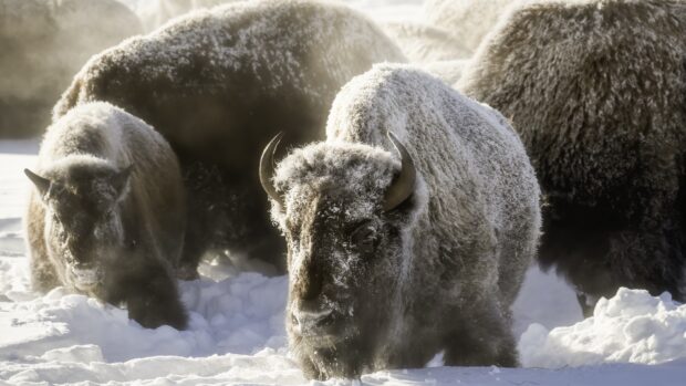 Buffalo animal covered in snow standing in a winter landscape with other buffaloes in the background