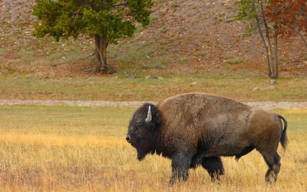 A buffalo animal standing in a grassy field near trees in a natural landscape