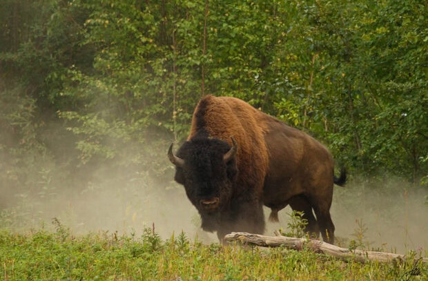 A large buffalo standing in a misty forest clearing surrounded by green plants