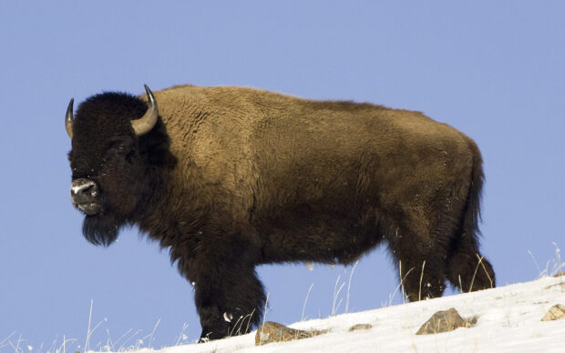 A large buffalo standing on a snowy hill under a clear blue sky