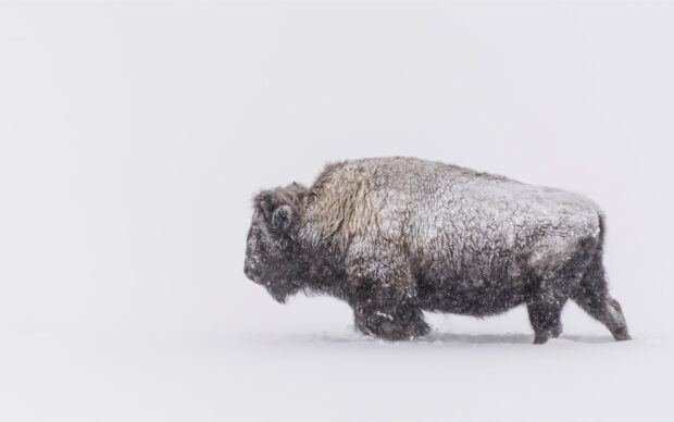A lone buffalo animal walking through deep snow in a winter landscape