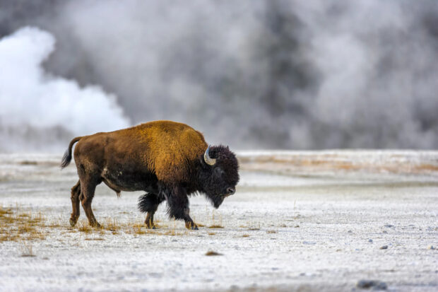 A majestic buffalo animal walking across a barren landscape in high definition