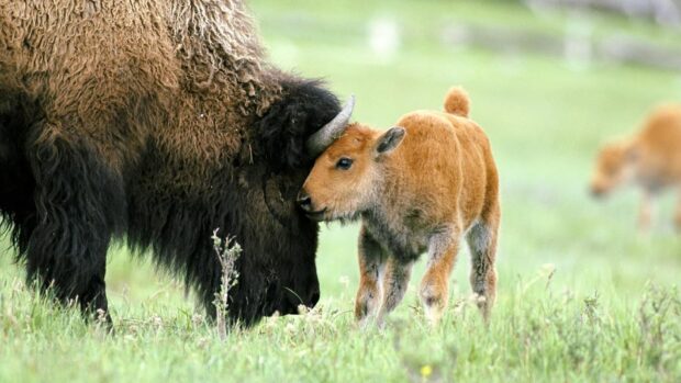 A young buffalo touching heads gently with an adult buffalo in a green field