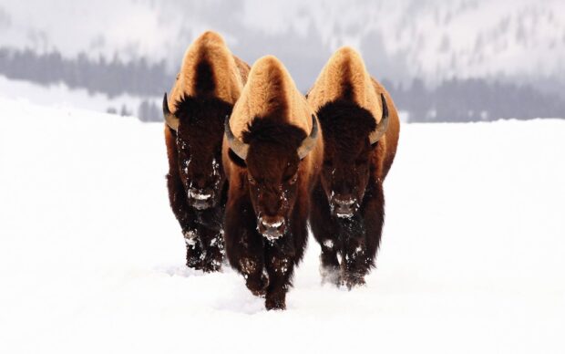 Three buffalo animals walking through snow in a cold winter landscape