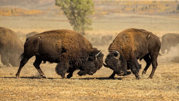 Two buffalo animals locking horns in a dry field during daytime