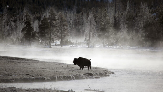 A buffalo animal standing near a misty river in a frosty forest environment