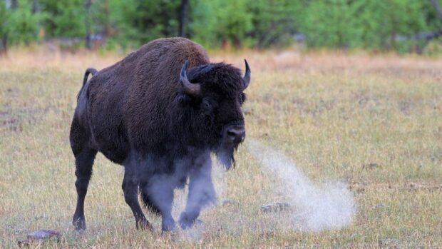 A buffalo animal standing on grass with visible breath in cold air