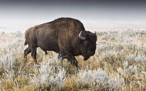 A buffalo animal walking through frosty grass in a natural landscape
