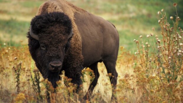 A buffalo standing in a field of dry grass and wildflowers surrounded by nature