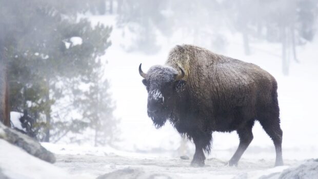 A buffalo standing in a snowy forest showcasing the buffalo animal in winter conditions