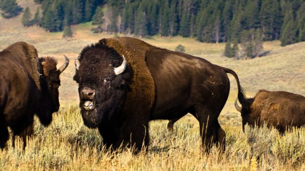 A buffalo animal standing in a field of grass with forest in the background