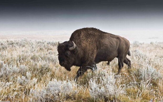 A buffalo walking through frosty grass in a natural landscape