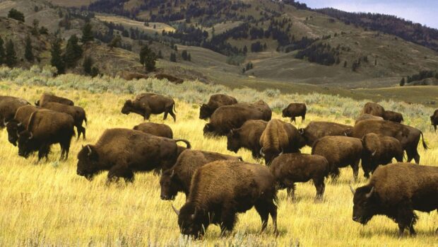 A herd of buffalo animal grazing on grass in a wide open field with mountains in the background