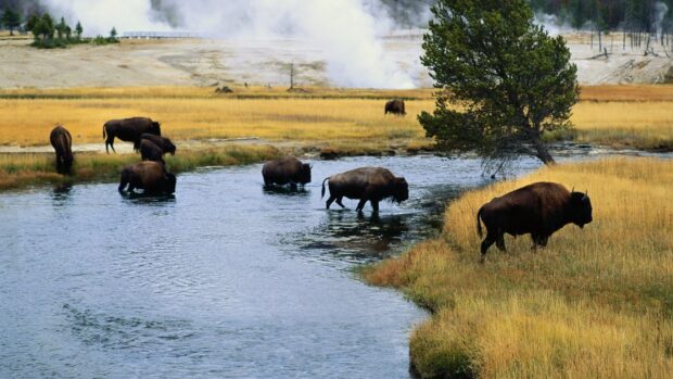 A herd of buffalo animals crossing a river in a natural grassland environment