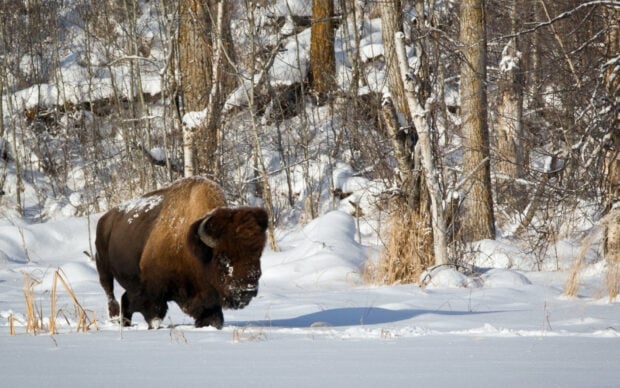 Buffalo walking through snow in a winter forest with bare trees